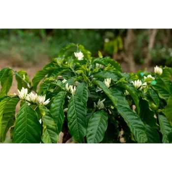 Fresh Sandalwood Plants